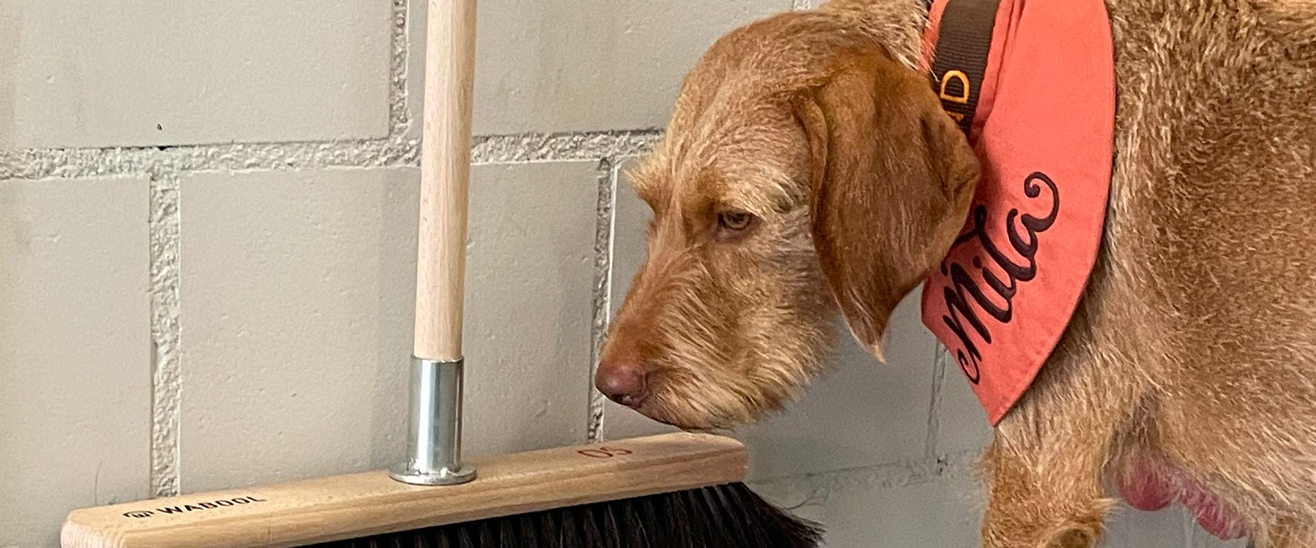 SniffleDogs